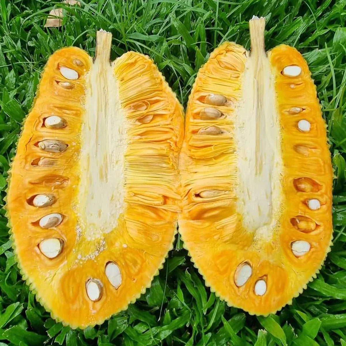 Jackfruit - J33 - Fruit Plant – Bare-Root Blooms