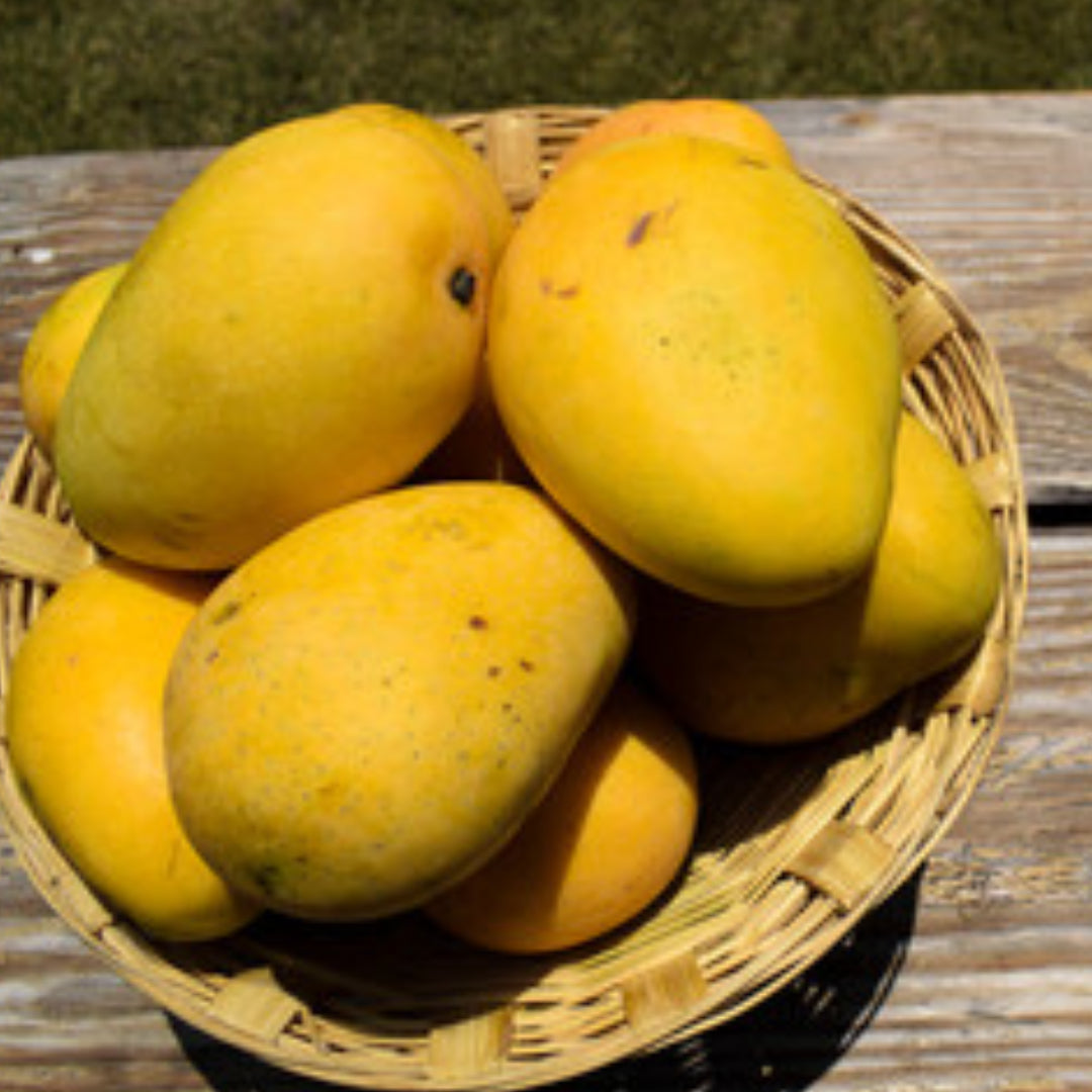 Mango - Panchadharakalasa- Fruit Plant – Bare-Root Blooms