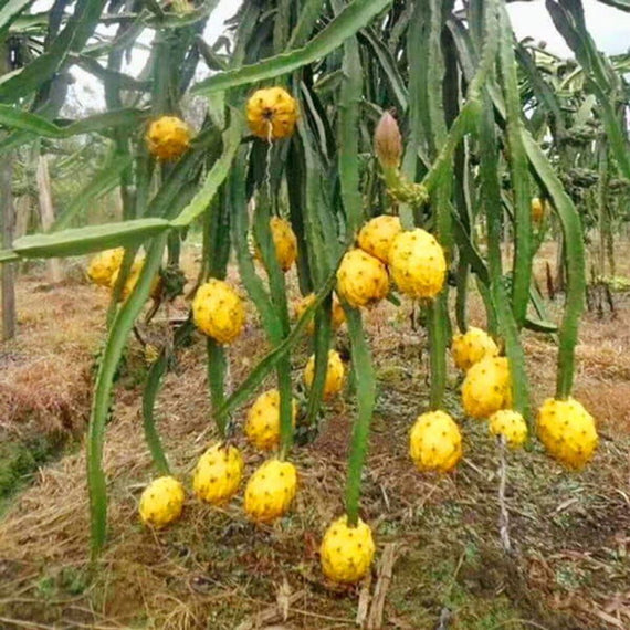Dragon Fruit -Yellow - Fruit Plant  Bare-Root Blooms
