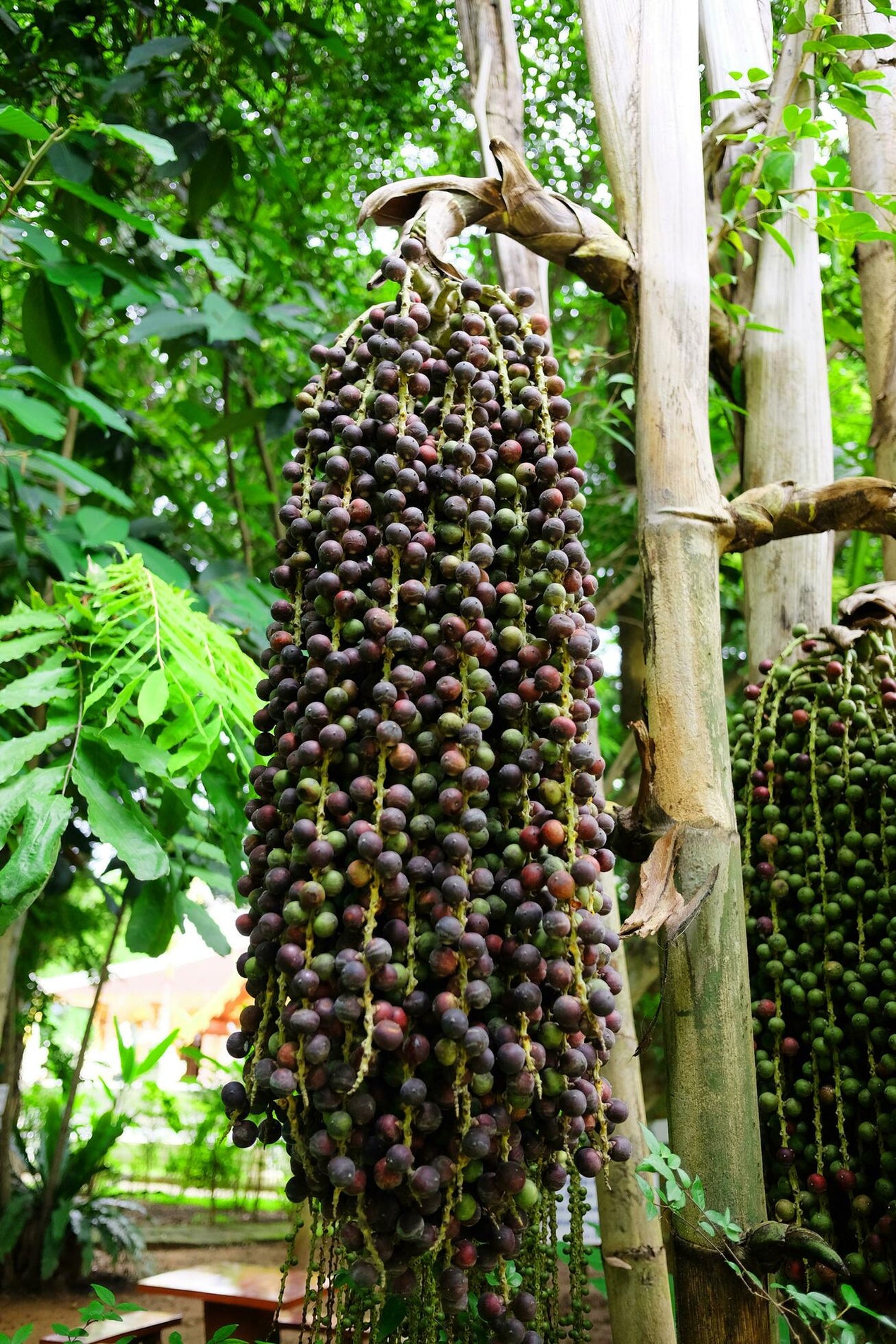 Acai - Berry Palm