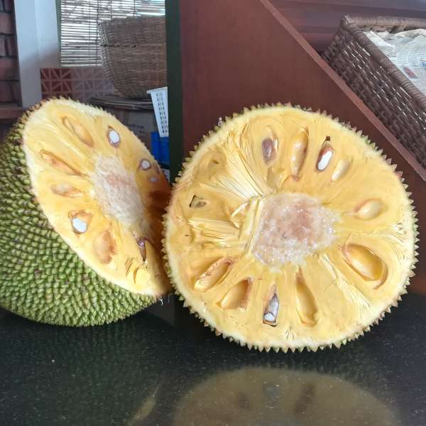 Jackfruit - J 30 - Fruit Plant – Bare-Root Blooms
