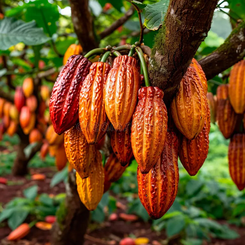 Cacao- Red