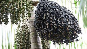 Acai - Berry Palm