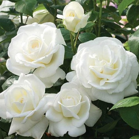 Rose - White Flower -Seeds  Bare-Root Blooms